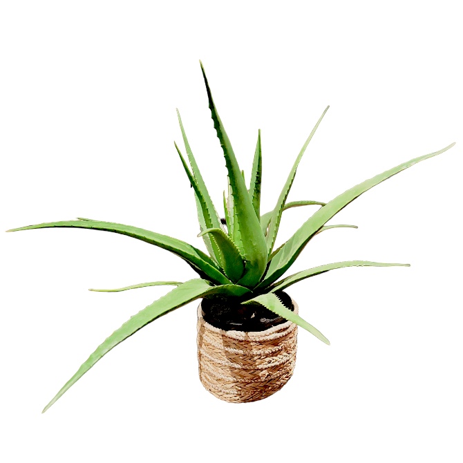 KP ALOE VERA PLANTJE