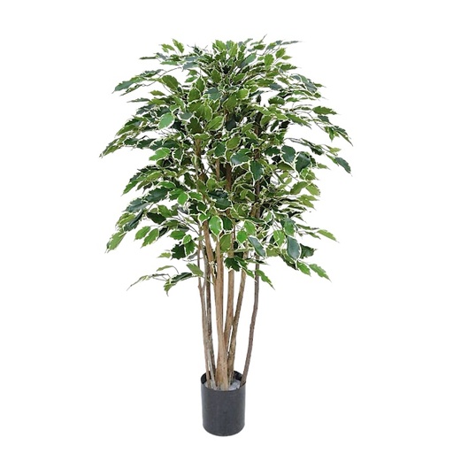 [7702] KP FISCUS PLANT  H1,60 m