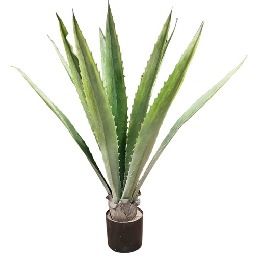 [7796] KP AGAVEPLANT WESTERN pot H13 x D13 | plant H80 x B60