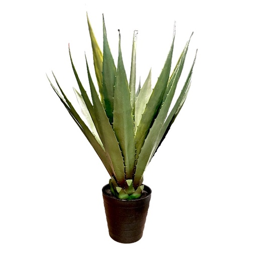 [7797] KP AGAVEPLANT  DESERTI pot H23 x D25 | plant H60 x B60