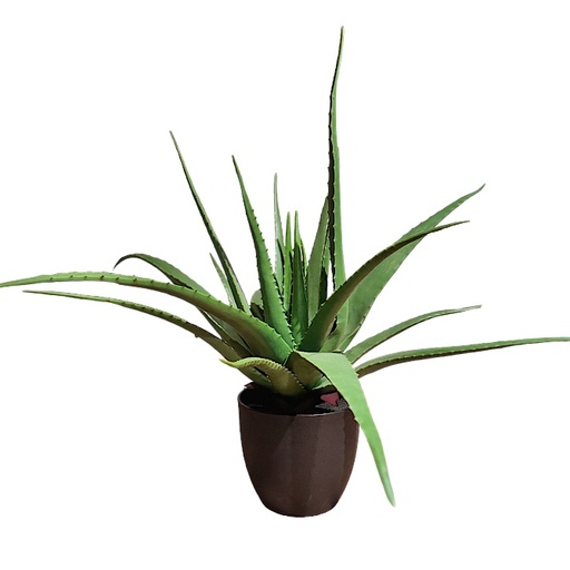 [7799] ALOE VERA BARBADENIS 