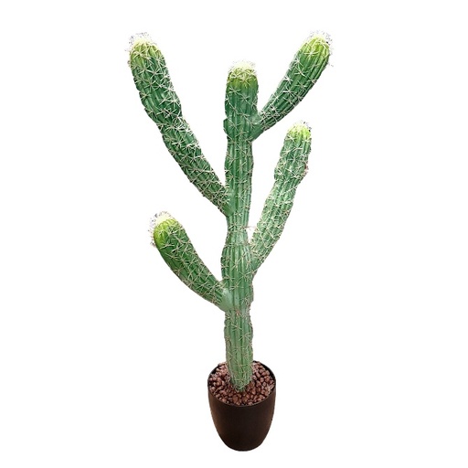 [7795] WOESTIJN CACTUS H1 m